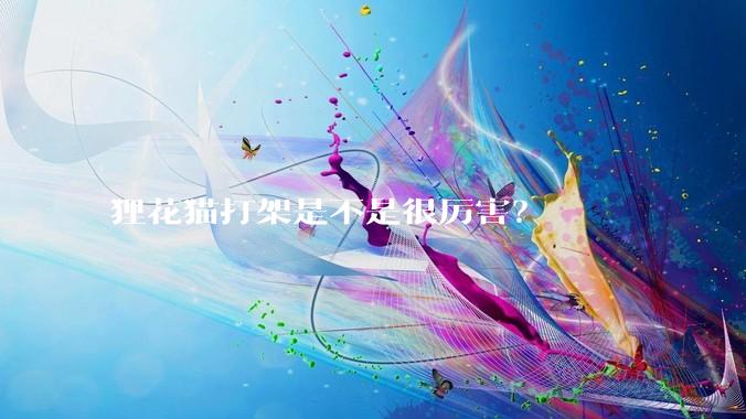 狸花猫打架是不是很厉害？